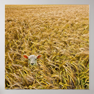 borttappad lamm poster