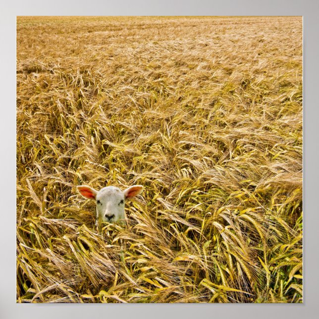 borttappad lamm poster (Framsidan)