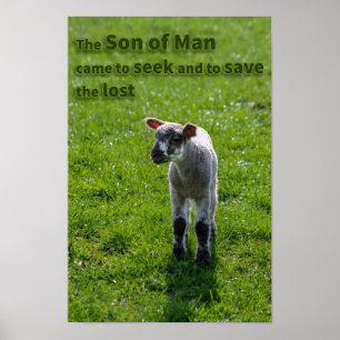 Borttappad lamm poster