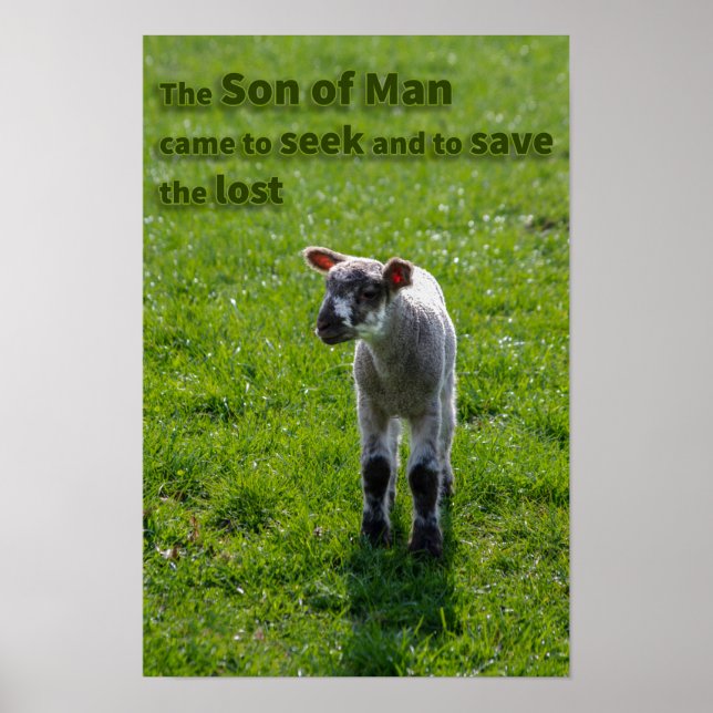 Borttappad lamm poster (Framsidan)