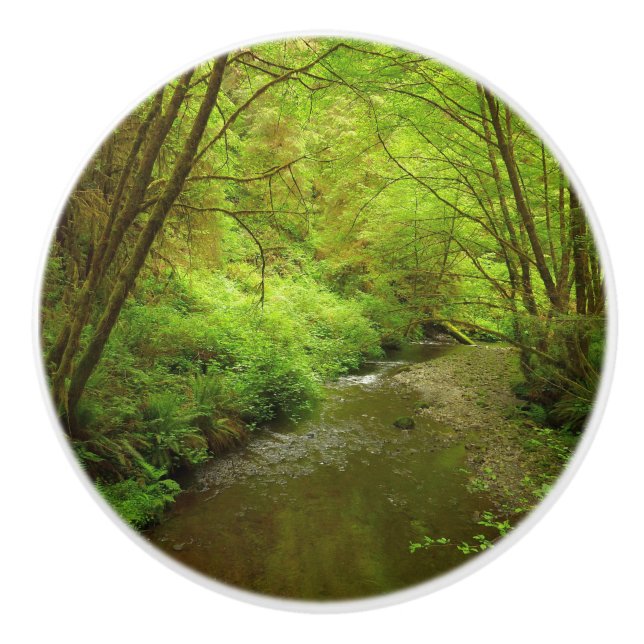 Borttappad Man Bäck I i nationalparken Redwood Knopp (Framsidan)