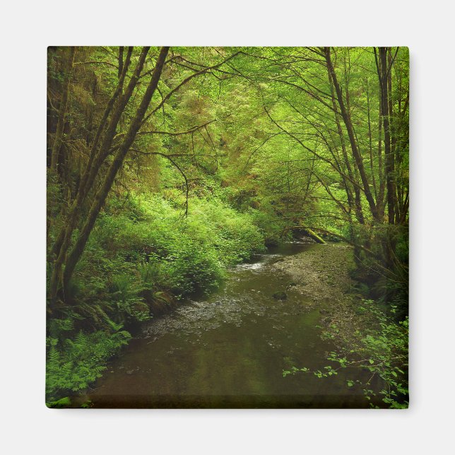 Borttappad Man Bäck I i nationalparken Redwood Magnet (Framsidan)