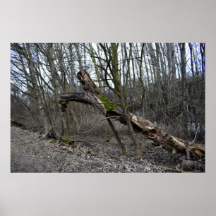 Borttappad Ställen , medeltida natur Poster