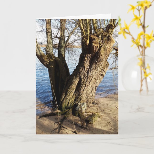 Borttappad Ställen , Träd vid flodstranden Kort (Gul blomma)