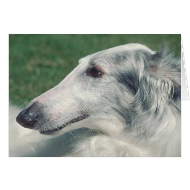 Borzoi Hälsningskort (Framsidan Horizontal)