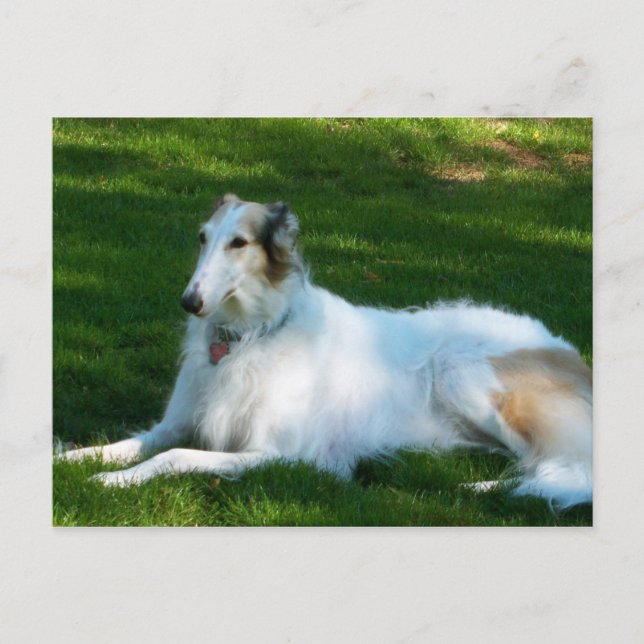 "Borzoi" Hund Fotography Postcard Vykort (Framsida)