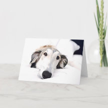 Borzoi kärlek
