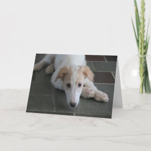 Borzoi Puppy Hund Photography Greeting Card Kort