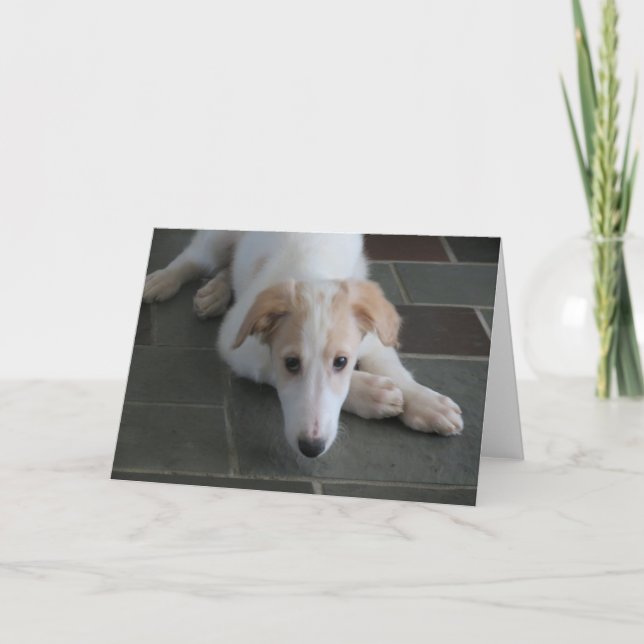 Borzoi Puppy Hund Photography Greeting Card Kort (Framsida)