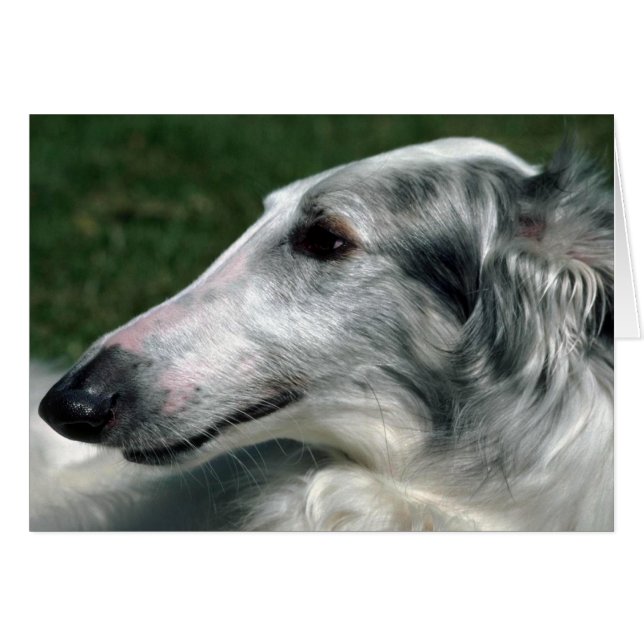 Borzoi, ryska Wolfhound Hälsningskort (Framsidan Horizontal)