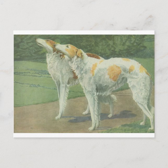 Borzoi (ryska Wolfhound) Vykort (Framsida)