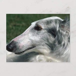 Borzoi, ryska Wolfhound Vykort