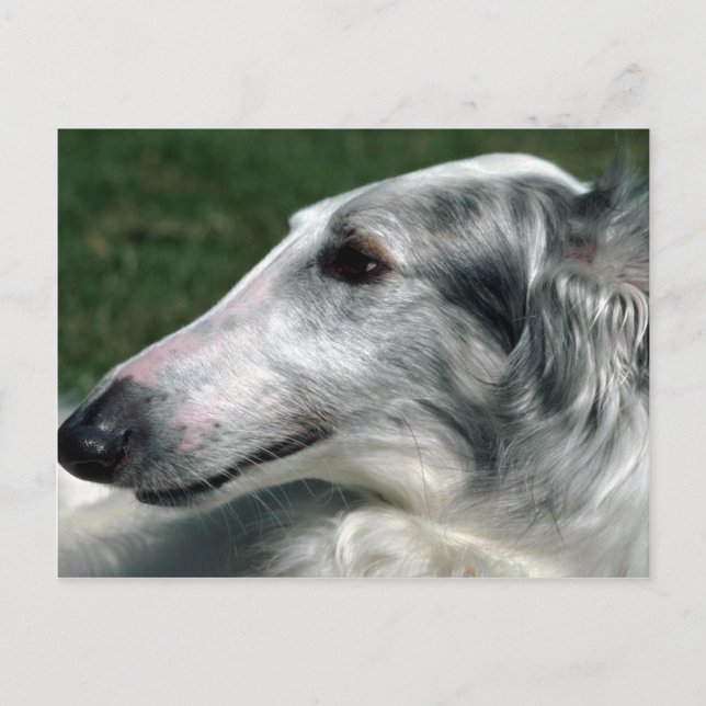 Borzoi, ryska Wolfhound Vykort (Framsida)