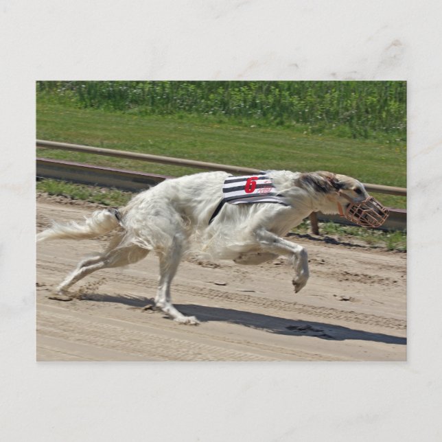 borzoi vykort (Framsida)