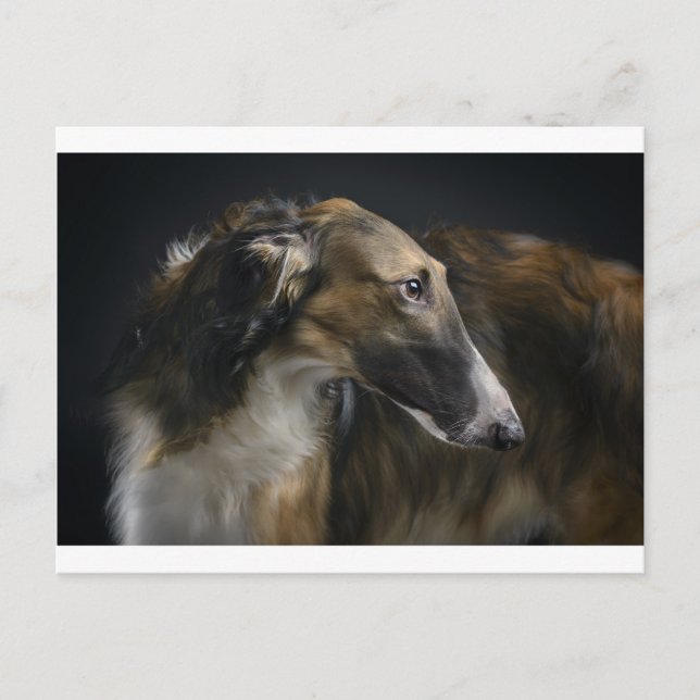 borzoi vykort (Framsida)