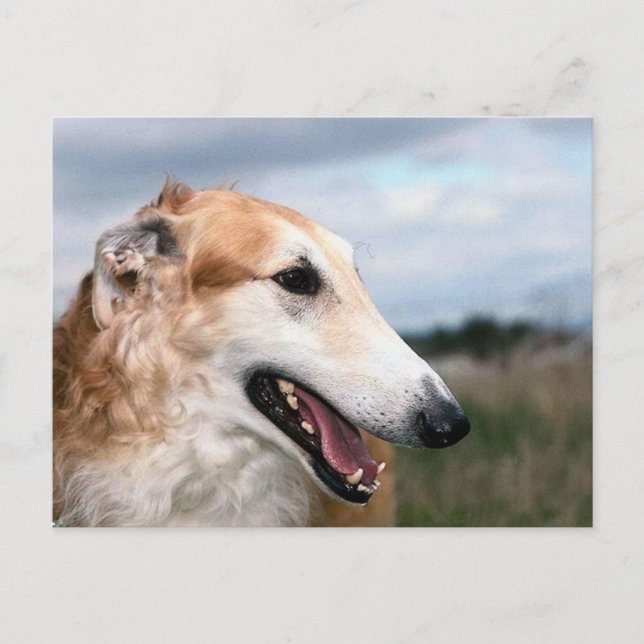 Borzoi Vykort (Framsida)
