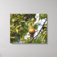 Bosc Pear på Träd