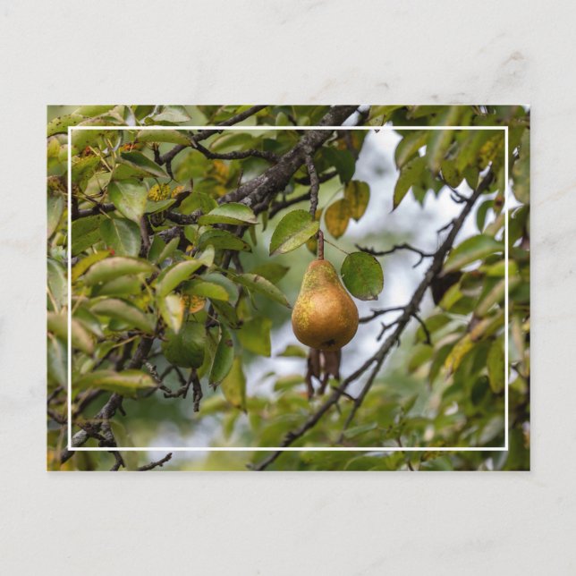 Bosc Pear på Träd Vykort (Framsida)