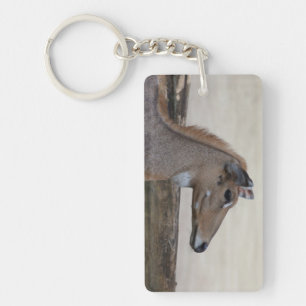 Boselaphus tragocamelus