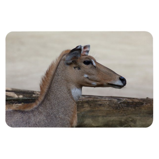 Boselaphus tragocamelus magnet (Horisontell)