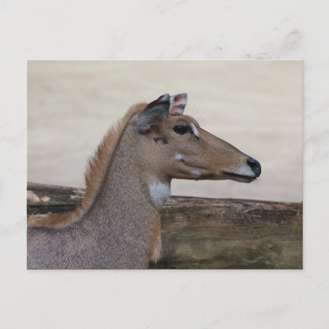 Boselaphus tragocamelus vykort (Framsida)
