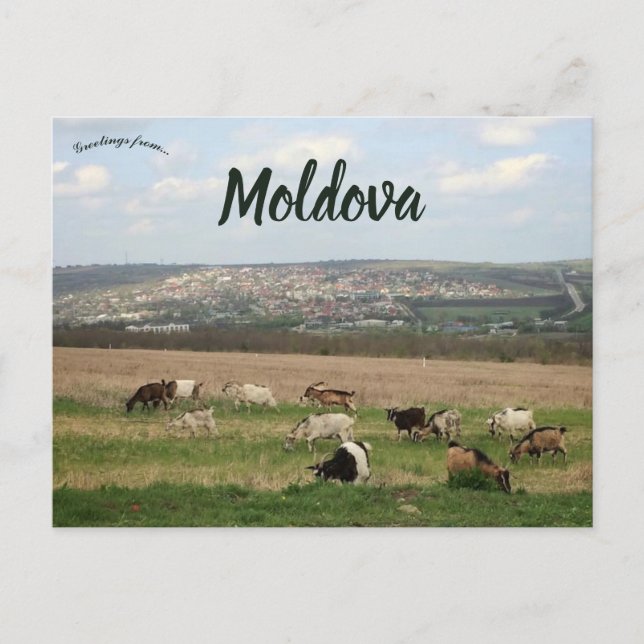Boskap i Chisinau Moldavien Vykort (Framsida)