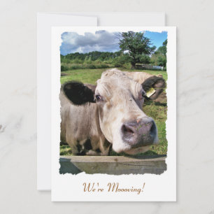 BOSKAP, meddelande om CUTE COW