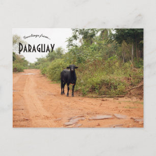 Boskap på en väg i Paraguay Vykort