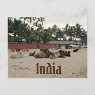 Boskap på stranden i Goa India Vykort