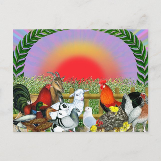 Boskap Vykort (Framsida)