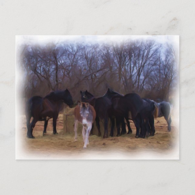 boskap vykort (Framsida)