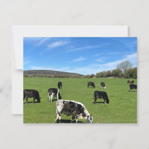 Boskapsbete i grönt fält i Irland Vykort