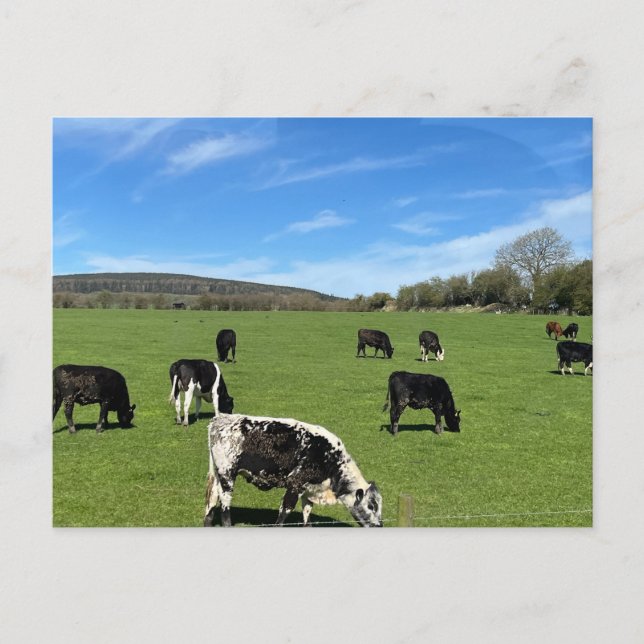 Boskapsbete i grönt fält i Irland Vykort (Framsida)