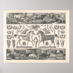 Boskaptrycket 1800's skrämmer fårhästgrisar poster