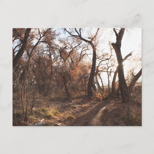 "Bosque Choir" Vykort (Framsida)