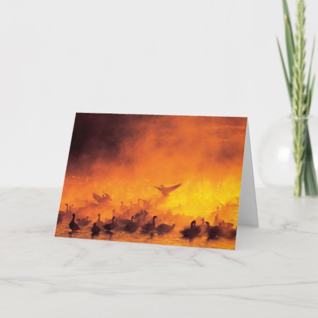 Bosque del Apache National Wildlife Refuge, NM Kort (Framsida)