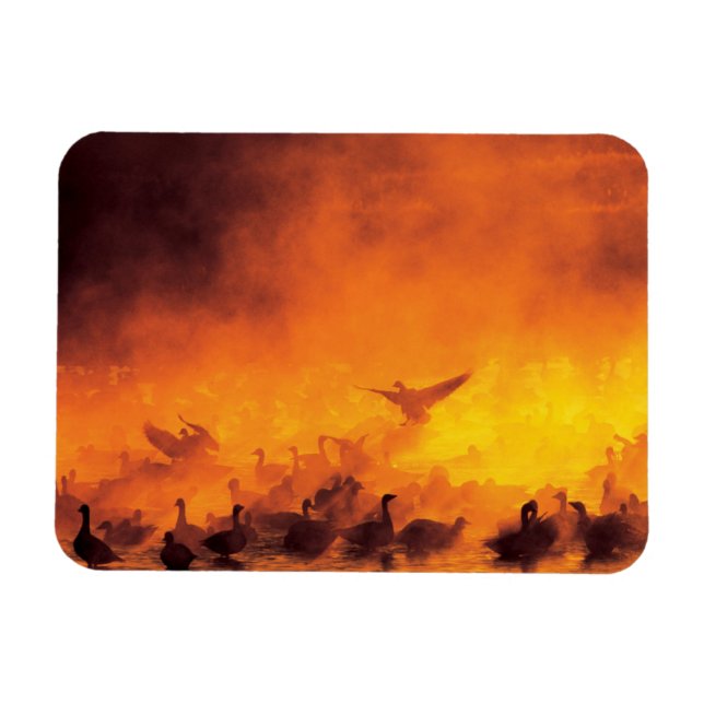 Bosque del Apache National Wildlife Refuge, NM Magnet (Horisontell)