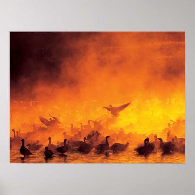 Bosque del Apache National Wildlife Refuge, NM Poster (Framsidan)