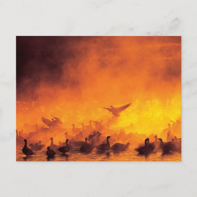 Bosque del Apache National Wildlife Refuge, NM Vykort (Framsida)