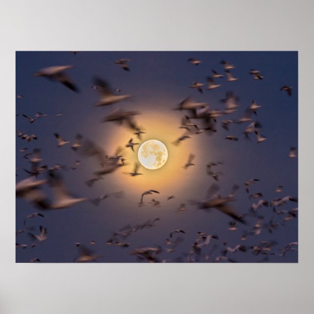 Bosque del Apache National Wildlife Refuge Poster (Framsidan)