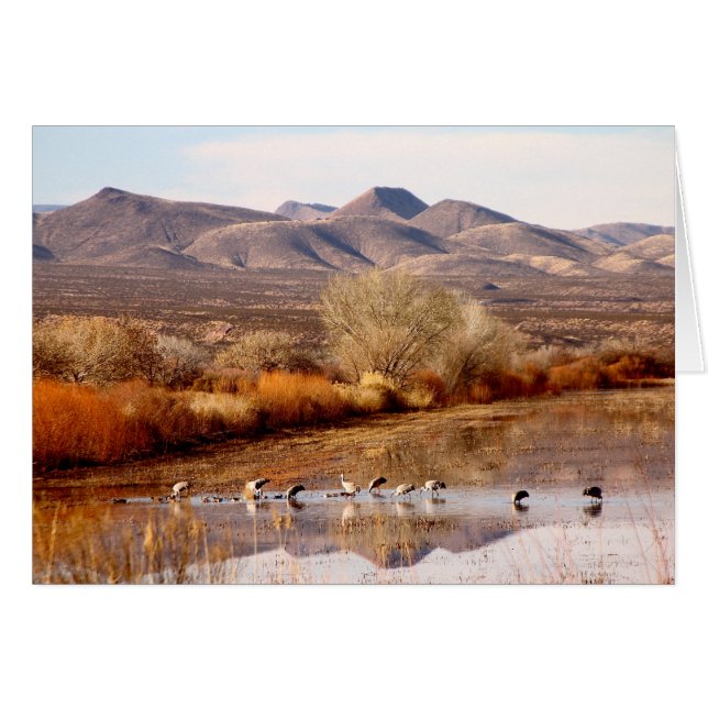 Bosque del Apache, New mexico Hälsningskort (Framsidan Horizontal)