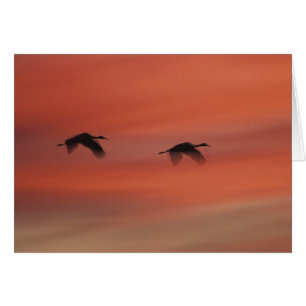 Bosque del Apache Wildlife Refuge New Mexico Hälsningskort