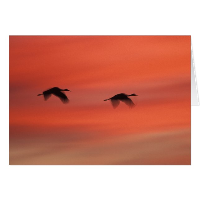 Bosque del Apache Wildlife Refuge | New Mexico Hälsningskort (Framsidan Horizontal)