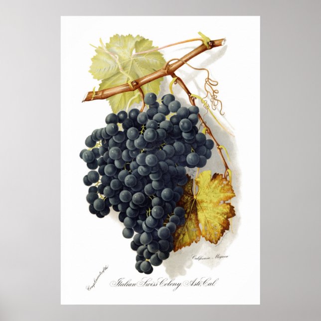 Bosqui Mignon CA Wine Grapes Poster (Framsidan)