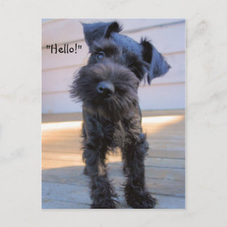 Bossy Little Ministern Schnauzer Puppy Postcard Vykort