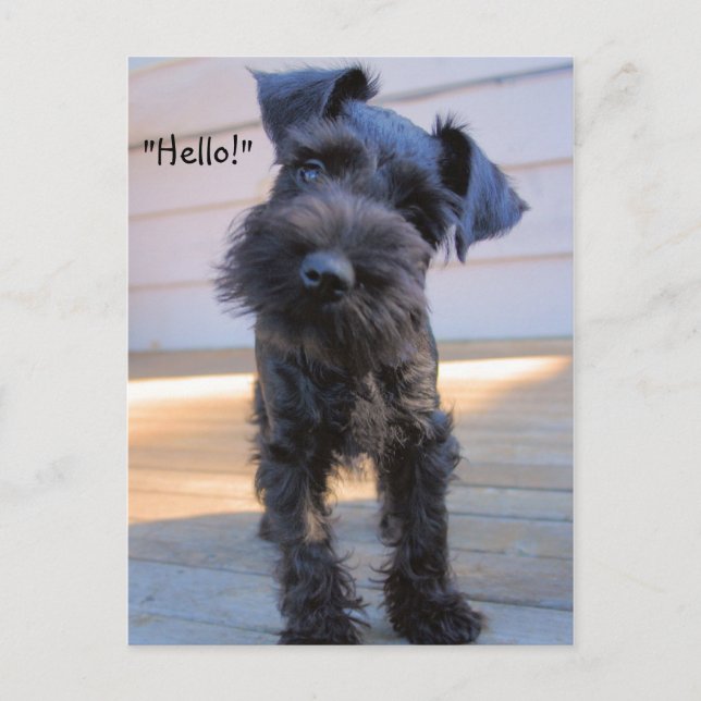 Bossy Little Ministern Schnauzer Puppy Postcard Vykort (Framsida)