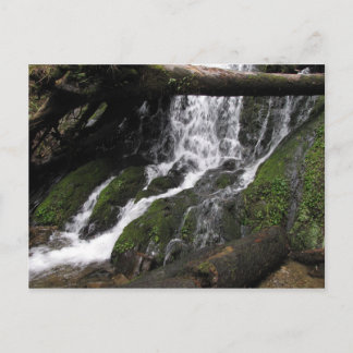 Bostäder i Redwood State Park Vykort