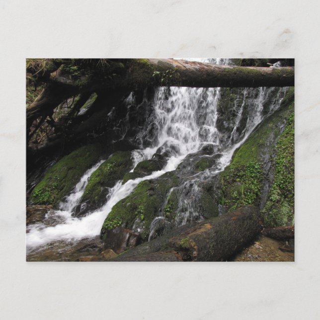 Bostäder i Redwood State Park Vykort (Framsida)