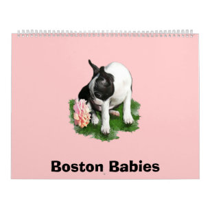 Boston babyar 2 kalender