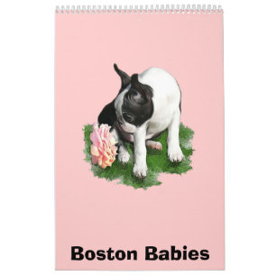 Boston babyar kalender